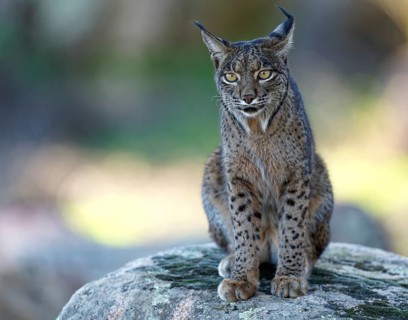 Lynx pardinus, portrait, morning light, forest, Andalusia Spain