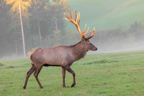 An Altai maral stag, Altai wapiti or Altai elk (Cervus canadensis sibiricus) crosses a meadow in