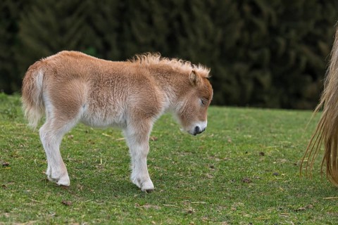 Falabella foal, The Falabella (Equus ferus caballus) is the smallest horse at all