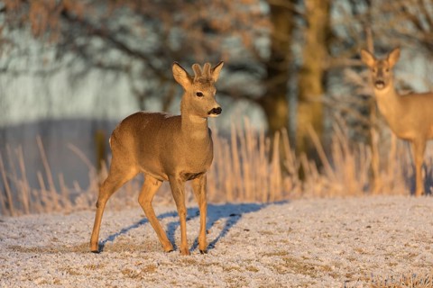 Roe deer on hoar frosted meadow at minus 15 °C at sunrise. Trees and dead stinging nettle in
