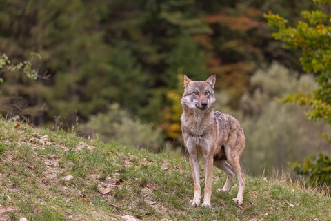 One submissive eurasian gray wolf (Canis lupus lupus) standing on green grass on hilly terrain with