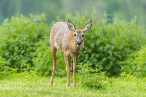 One female Roe Deer, (Capreolus capreolus), walking thru a thicket of stinging nettle in late