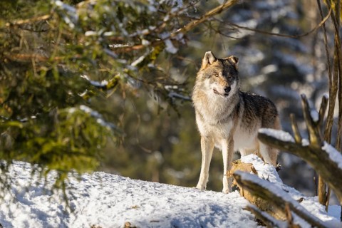 An adult male grey wolf (Canis lupus lupus) stands in the snow-covered undergrowth at the edge of a