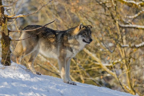 An adult male grey wolf (Canis lupus lupus) stands on a sloping, snow-covered meadow at the edge of