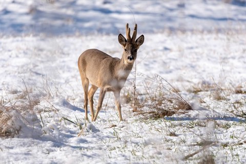 A roebuck stands attentively in the snow on a grassy hill, antlers with velvet, Rotehorn City Park,