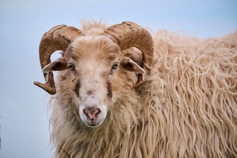 Domestic sheep (Ovis aries) 'Heidschnucke moorland sheep', portrait, Heligoland, Germany, Europe