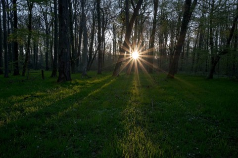 Beech forest in spring, with sun star, morning, Bottrop, Ruhr area, North Rhine-Westphalia,