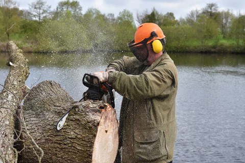 Felling trees with a chainsaw, Schleswig-Holstein, Germany, Europe