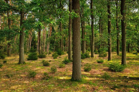 Oak and pine forest in the Lüneburg Heath, Lower Saxony, Germany, Europe
