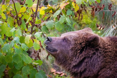 An adult female brown bear (Ursus arctos arctos) eating leaves from a birch tree
