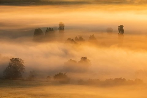 Morning fog at sunrise shines in the first light, trees rise out of the fog, Unstruttal, Freyburg
