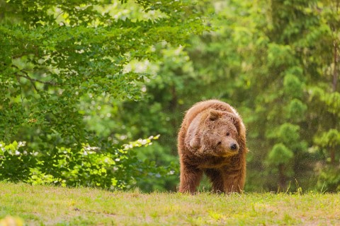 An adult female Eurasian brown bear (Ursus arctos arctos) stands on a green meadow and shakes the