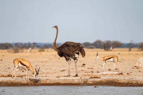 Common ostrich (Struthio camelus), adult female, at the waterhole, Nxai Pan National Park,