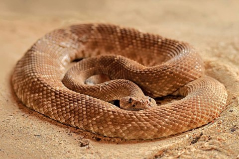 Red diamond rattlesnake (Crotalus ruber), adult, on ground, warming up, sunbathing, alert,