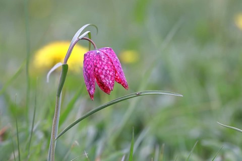 Snake's Head Fritillary (Fritillaria meleagris), single flower in a meadow, close-up,