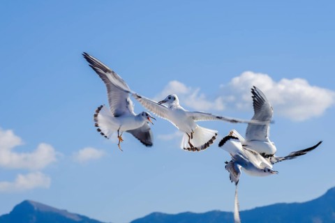 Limenas, Thassos, Greece - Seagulls accompany the Thassos Sea Lines ferry to Limenas. The capital