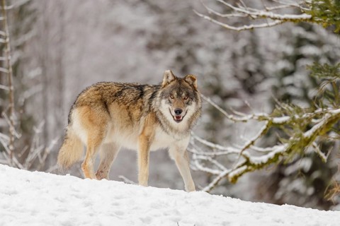 An adult male grey wolf (Canis lupus lupus) stands on a sloping, snow-covered meadow on a cold,