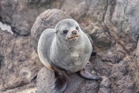 New Zealand Fur Seal (Arctocephalus forsteri), Otago Peninsula, South Island, Otago, New Zealand,