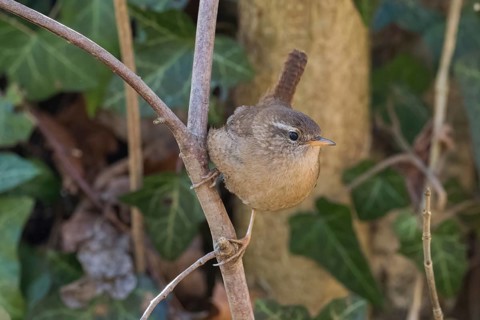 A wren (Troglodytes troglodytes) sits gracefully on a branch against a natural background, Hesse,