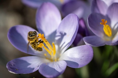 Elfin crocus (Crocus tommasinianus) with honey bee (Apis mellifera), Emsland, Lower Saxony,