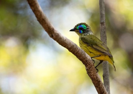 Yellow-bellied jala (Philipitta schlegelii) in the dry forests of Tsingy de Bemaraha National Park