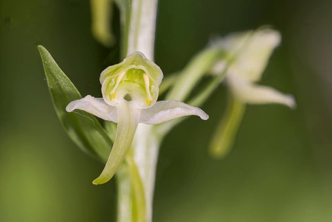 Greater butterfly-orchid (Platanthera chloranta), Orchid of the Year 2025, Hesse, Germany, Europe