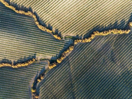 Cultivated almond trees (Prunus dulcis) and streams with riverine vegetation in the Campiña