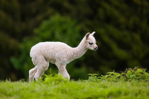 One young Alpaca (Vicugna pacos) stands on a fresh green meadow . A green forest in the distant