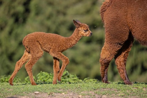 Brown female Alpaca (Vicugna pacos) with her newborn standing in green grass, with a green forest