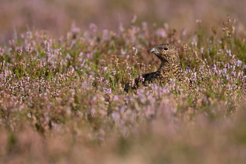 Red grouse (Lagopus lagopus scotica) adult bird in flowering moorland Heather plants in summer,