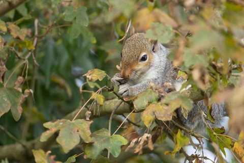 Grey squirrel (Sciurus carolinensis) adult animal feeding on seeds in a Field maple tree in the