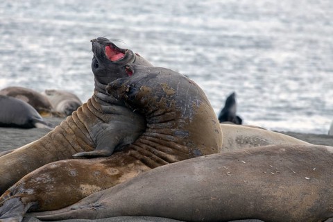 Elephant seals fighting in St Andrews Bay South Georgia Antarctica