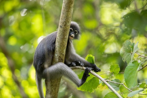 Dusky leaf monkey (Trachypithecus obscurus), Kaeng Krachan National Park, Phetchaburi Province,