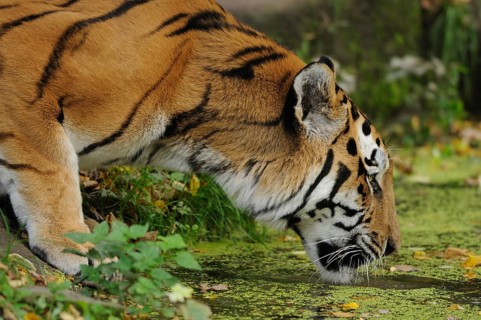 A tiger drinking in concentration from a water body covered with plants, Siberian tiger (Panthera