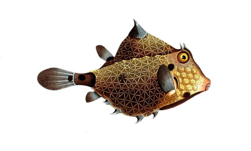 Fish, Fish, Genus marine ray-finned fish, Ostracion turritus, Tower Porter, Pyramid Porter, Turret