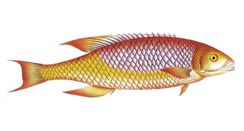 Fish, Fishes, Wrasse family, Bodianus Wrasse family, Bodianus, the Bodian, Historical, digitally