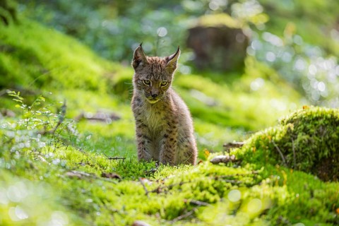 One young (10 weeks old) male Eurasian lynx, (Lynx lynx), walking over a mossy, wet forest floor.