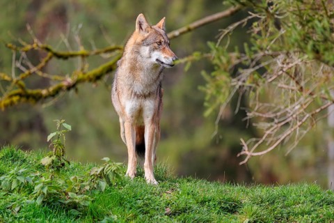 A female eurasian grey wolf (Canis lupus lupus) stands on green meadow on top of a hill
