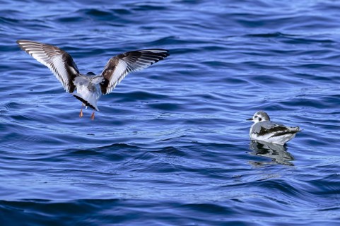 Two little gulls (Hydrocoloeus minutus, Larus minutus) in first-winter plumage swimming and flying