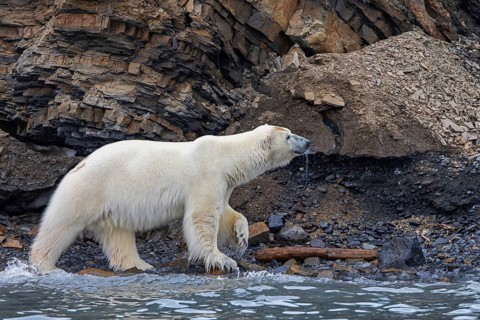 Lone polar bear (Ursus maritimus) foraging along the water's edge at base of sea cliff along the