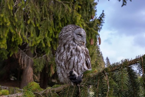 One tawny owl or brown owl (Strix aluco) sitting on a branch of a spruce tree, feeding on a mouse