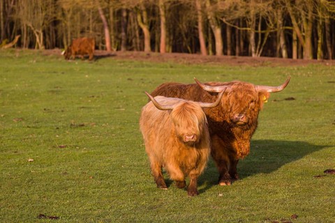 One Highland bull and a cow (Bos (primigenius) taurus) walk over a pasture