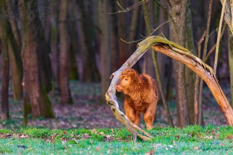 One Highland calf (Bos (primigenius) taurus) stands at a forest edge