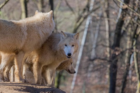 Three Arctic wolves (Canis lupus arctos) standing on a rock on a sunny day. A leafless forest in