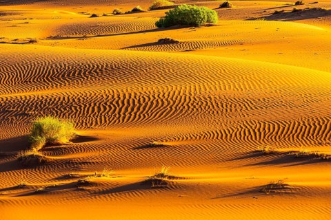 Wind-sculpted sand structure with green vegetation, in the Rub al Khali desert, Dhofar province,