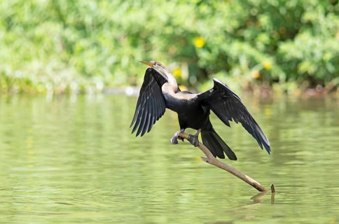 Oriental Darter or Indian Darter (Anhinga melanogaster) on a trunk with outstretched wings at the