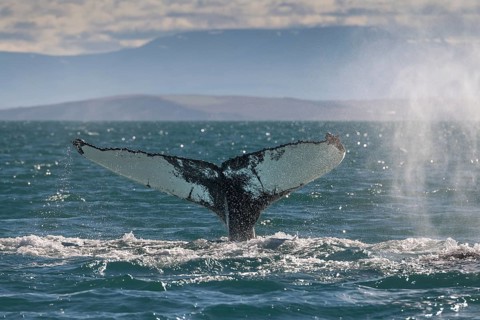 Whale fluke rising from the water against a mountain backdrop, surrounded by light reflections and