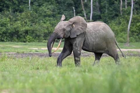 Forest elephant (Loxodonta cyclotis) in the Dzanga Bai forest clearing, Dzanga-Ndoki National Park,