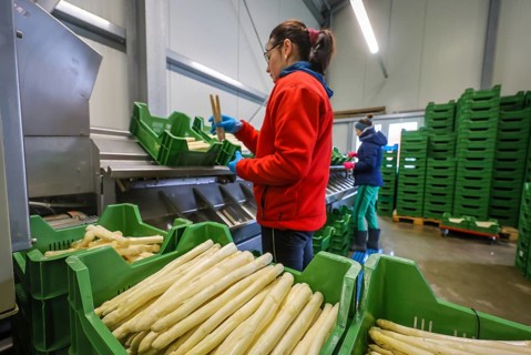 Wesel, North Rhine-Westphalia, Germany, harvest workers from Eastern Europe wash and sort the