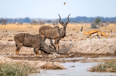 Greater kudu (Tragelaphus strepsiceros), two adult males drinking at a waterhole, Nxai Pan National